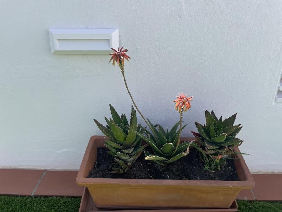 コニル・デ・ラ・フロンテラ Casa Lola Conil, Azotea Al Mar Y Parking Solo Familias O Parejasヴィラ エクステリア 写真